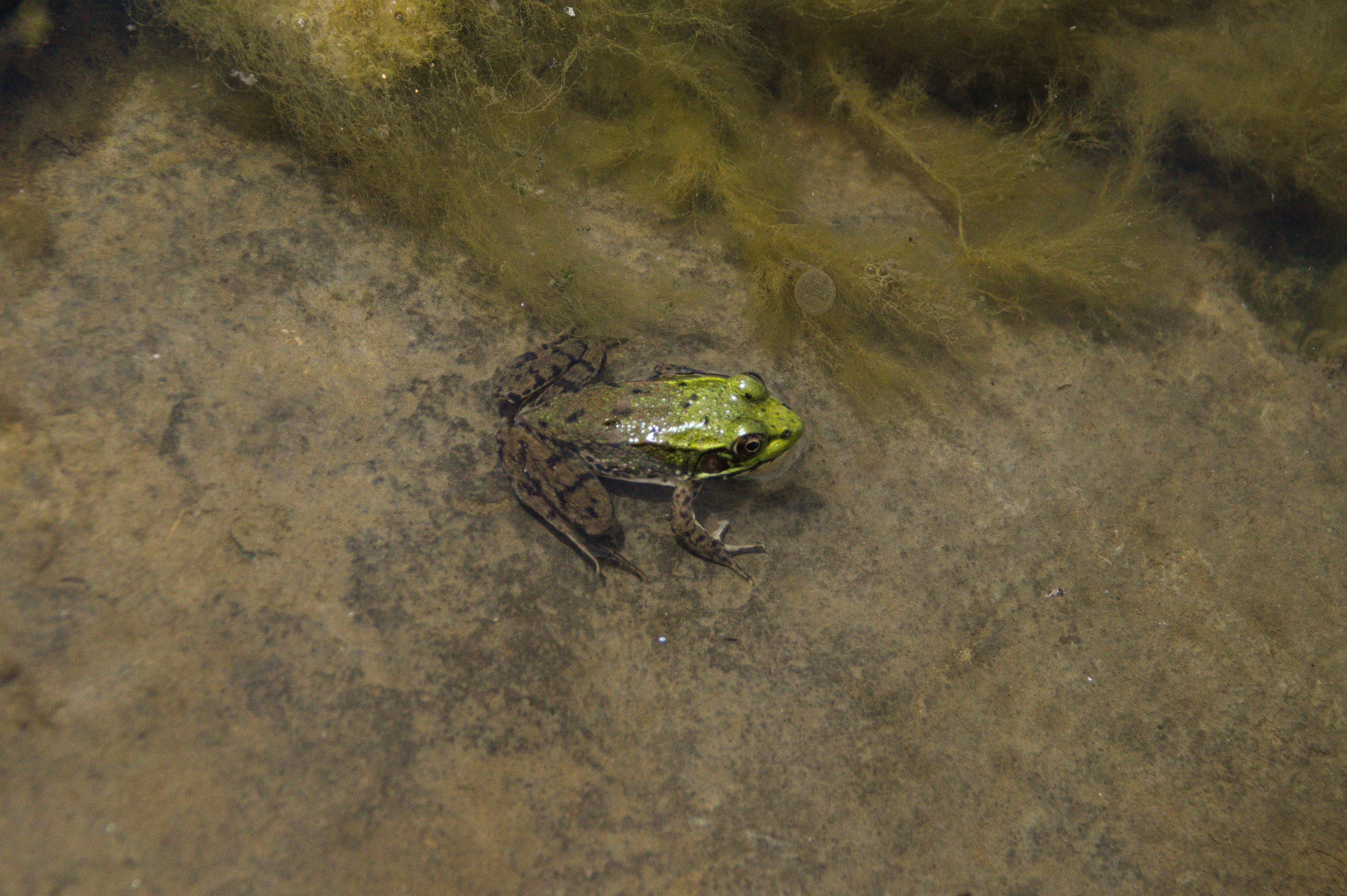 Frog in the water